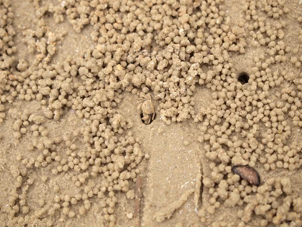 Petits crabes fantômes creusant des trous dans le sable — Photo