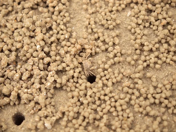 Petits crabes fantômes creusant des trous dans le sable — Photo