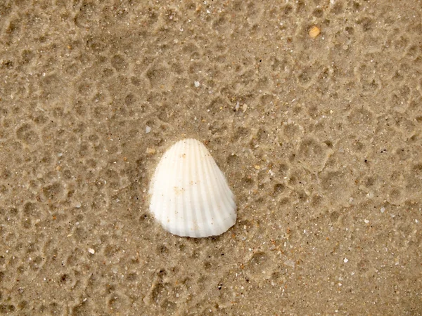 Muschel auf Sand aus nächster Nähe — Stockfoto