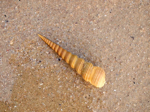 Shell på sand på nära håll — Stockfoto