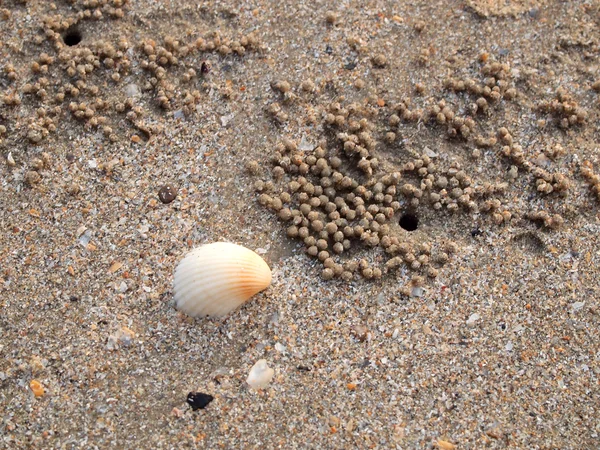 Shell på sand på nära håll — Stockfoto