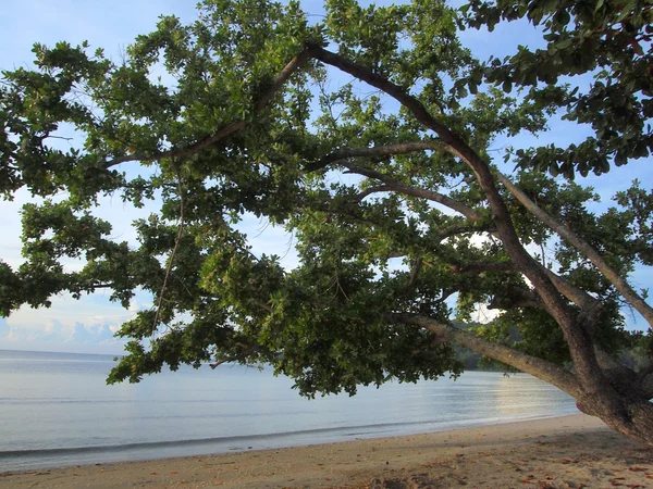 Деревья на тропическом пляже — стоковое фото