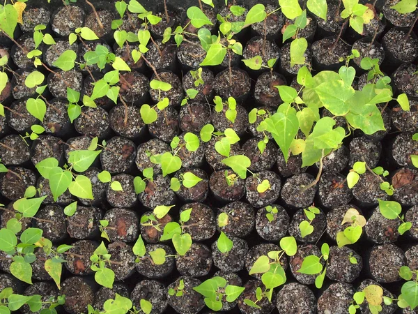 Young plant in nursery bags — Stock Photo, Image