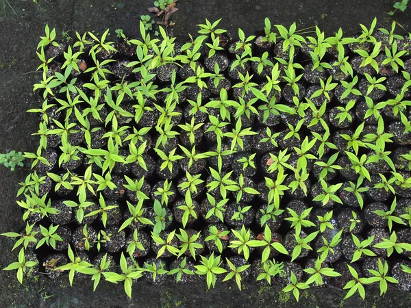 Planta jovem em sacos de berçário — Fotografia de Stock