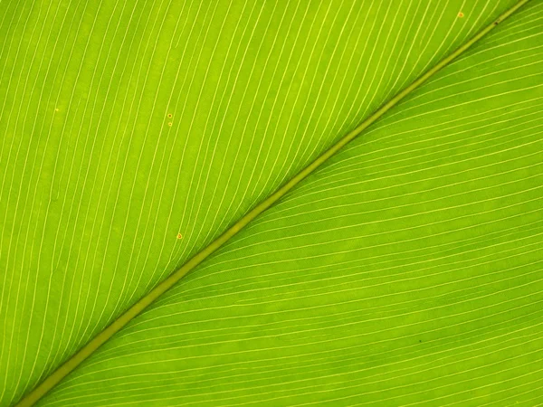 Extreme close-up of fresh green leaf as background. — Stock Photo, Image