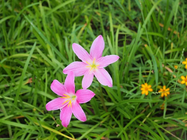 The purple rain lily flower in Thailand