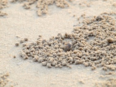 Küçük Hayalet yengeçler delikler kum kazma