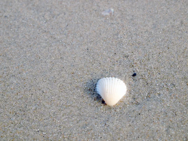 Muschel auf Sand aus nächster Nähe — Stockfoto