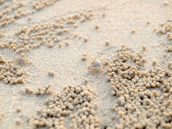 Крошечные призрачные крабы роют ямы в песке
