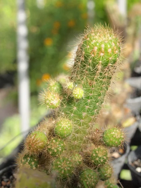 Kaktusz közel, természet — Stock Fotó