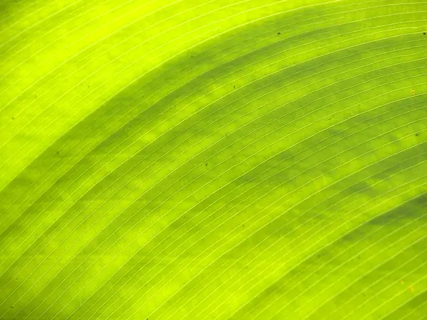 Textura de uma folha verde como fundo — Fotografia de Stock