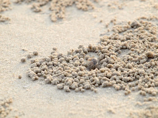 Tiny Ghost Crabs digging holes in the sand Stock Picture