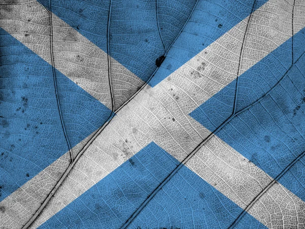Skottlands flagga leaf konsistens — Stockfoto
