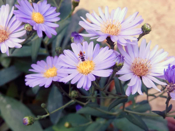 Gerbera flowers close up — Stock Photo, Image