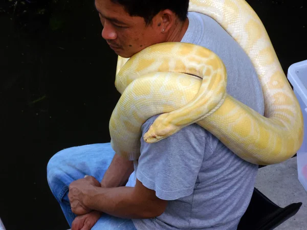 Ratchaburi, Thailandia - 16 aprile 2012: viaggiatore posa con alcuni dei serpenti vipera residenti avvolti intorno al collo e alle braccia al mercato galleggiante Damnoen Saduak a Ratchaburi vicino a Bangkok, Thailandia — Foto Stock