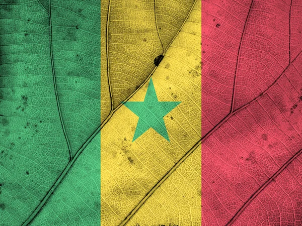 塞内加尔旗叶纹理 — 图库照片