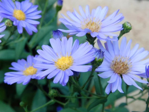 Gerbera fiori da vicino — Foto Stock