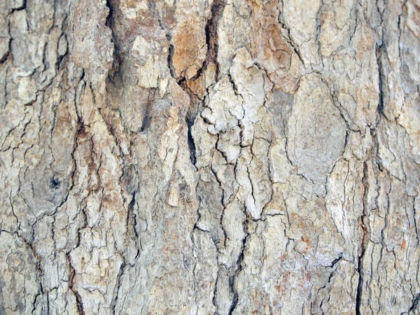 나무껍질의 질감을 가까이 서 본 모습 — 스톡 사진