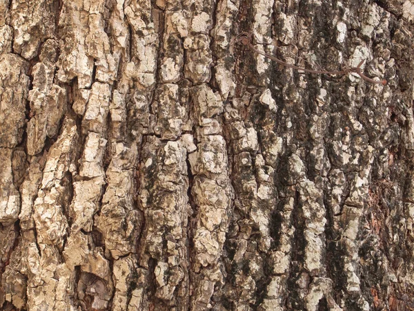 Tree bark texture close up — Stock Photo, Image