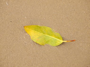 Yeşil yaprak teslimi kum plaj