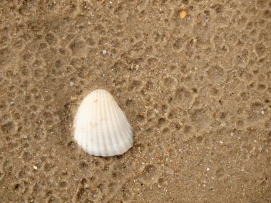 kabuk kum üzerinde kapat