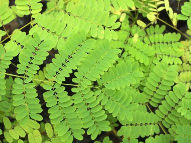 Arkaplan olarak yeşil yaprağın dokusu