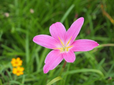 Tayland mor yağmur lily çiçek