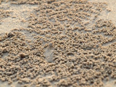 Küçük Hayalet yengeçler delikler kum kazma