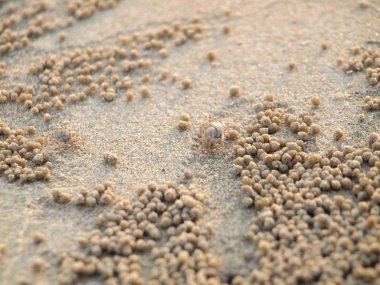 Küçük Hayalet yengeçler delikler kum kazma