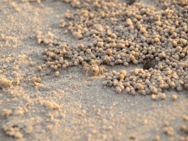 Küçük Hayalet yengeçler delikler kum kazma