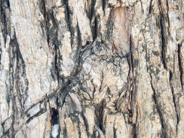 Textura de corteza de árbol de cerca — Foto de Stock