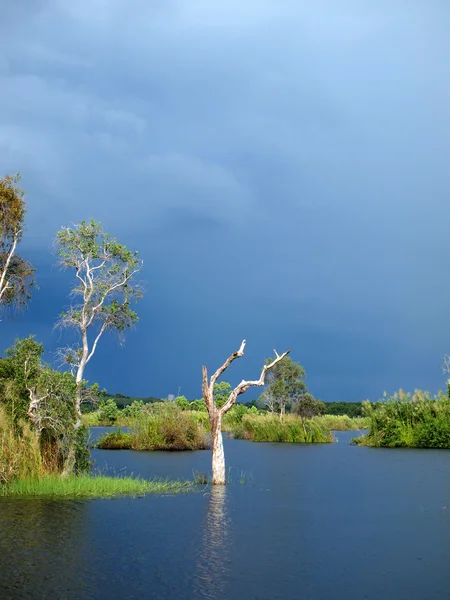 Mangrovewoud close-up — Stockfoto