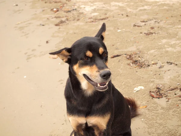 Thai dog on beach — Stock Photo, Image