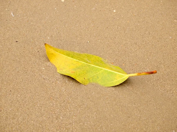 Капля зеленого листа на песчаном пляже — стоковое фото