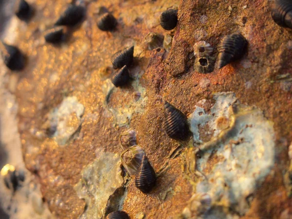 Shells and stones close up — Stock Photo, Image