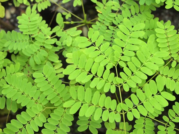 Textur av ett grönt blad som bakgrund — Stockfoto