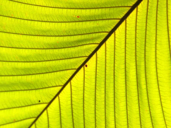 Textura zeleného listu jako pozadí — Stock fotografie