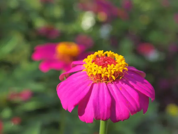 Gerbera flowers close up. — Stock Photo, Image