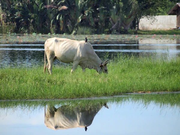 Pastoreio de vacas no campo — Fotografia de Stock