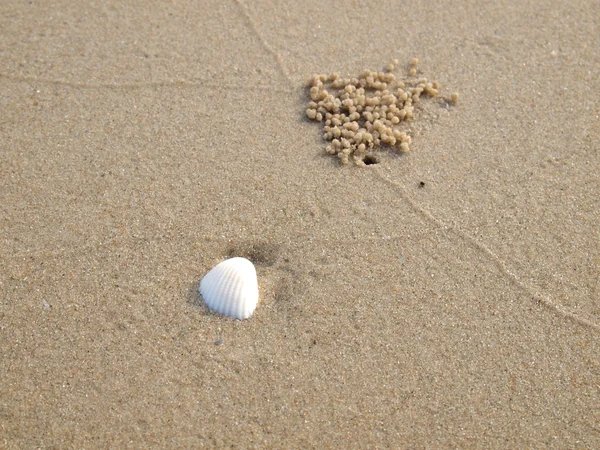 Shell på sand på nära håll. — Stockfoto