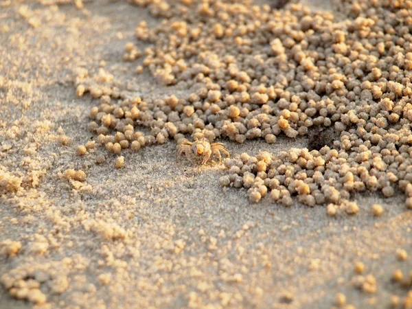 Kleine Ghost krabben graven gaten in het zand — Stockfoto