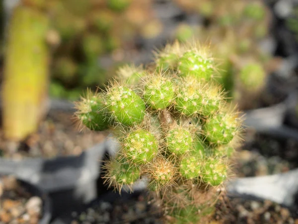 Natura del cactus primo piano . — Foto Stock