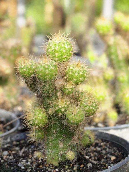 Cactus naturaleza de cerca . —  Fotos de Stock