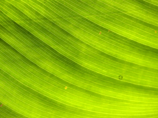 Textura zeleného listu jako pozadí — Stock fotografie