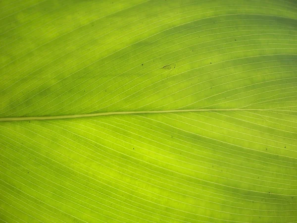 Textura zeleného listu jako pozadí — Stock fotografie