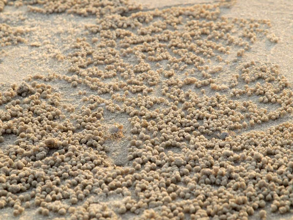 Tiny Ghost Crabs digging holes in the sand Royalty Free Stock Photos