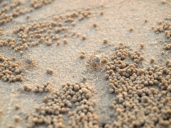 Tiny Ghost Crabs digging holes in the sand Stock Photo