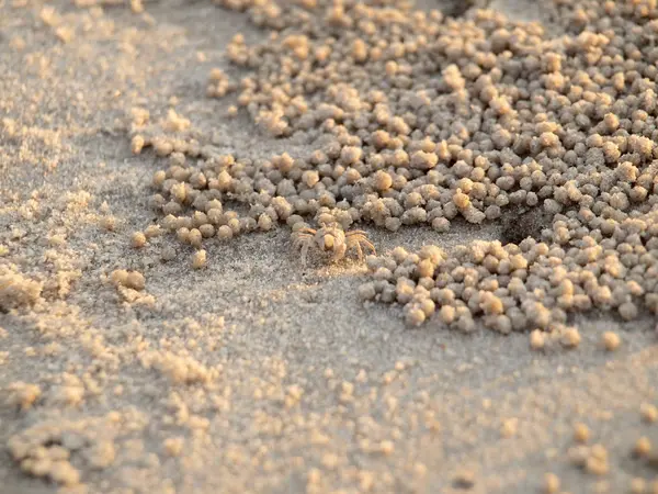 Tiny Ghost Crabs digging holes in the sand Stock Image