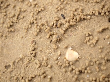 Küçük Hayalet yengeçler delikler kum kazma