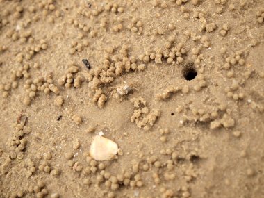 Küçük Hayalet yengeçler delikler kum kazma